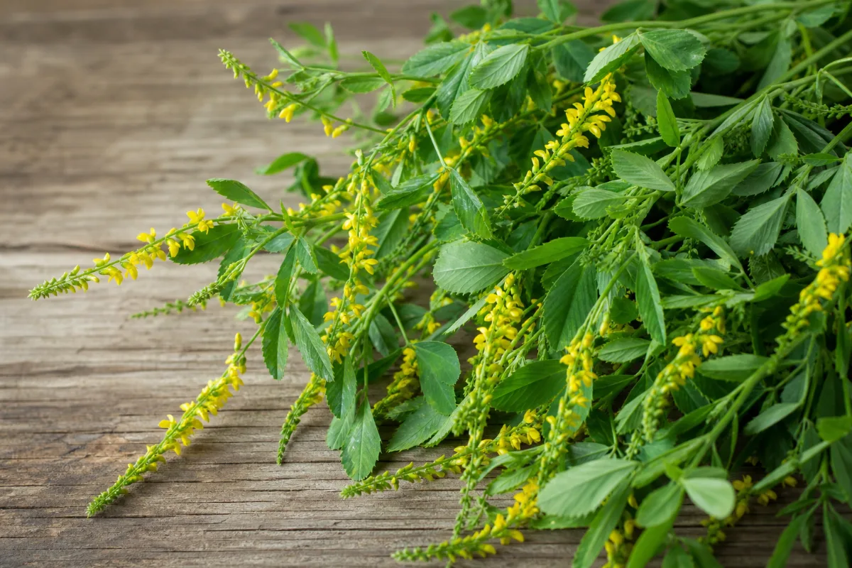 Close-up of sweet clover (melilot)