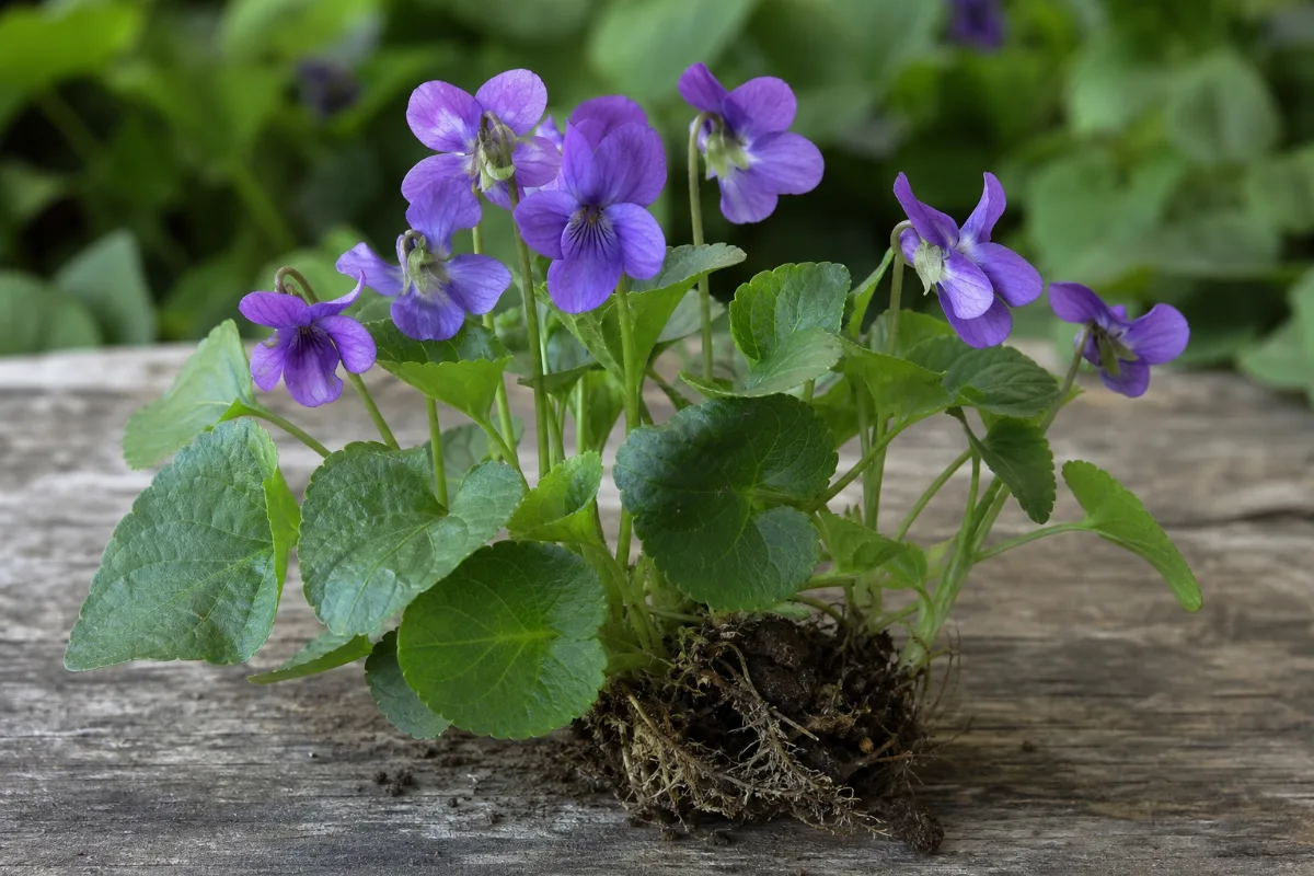 Close-up of sweet violet