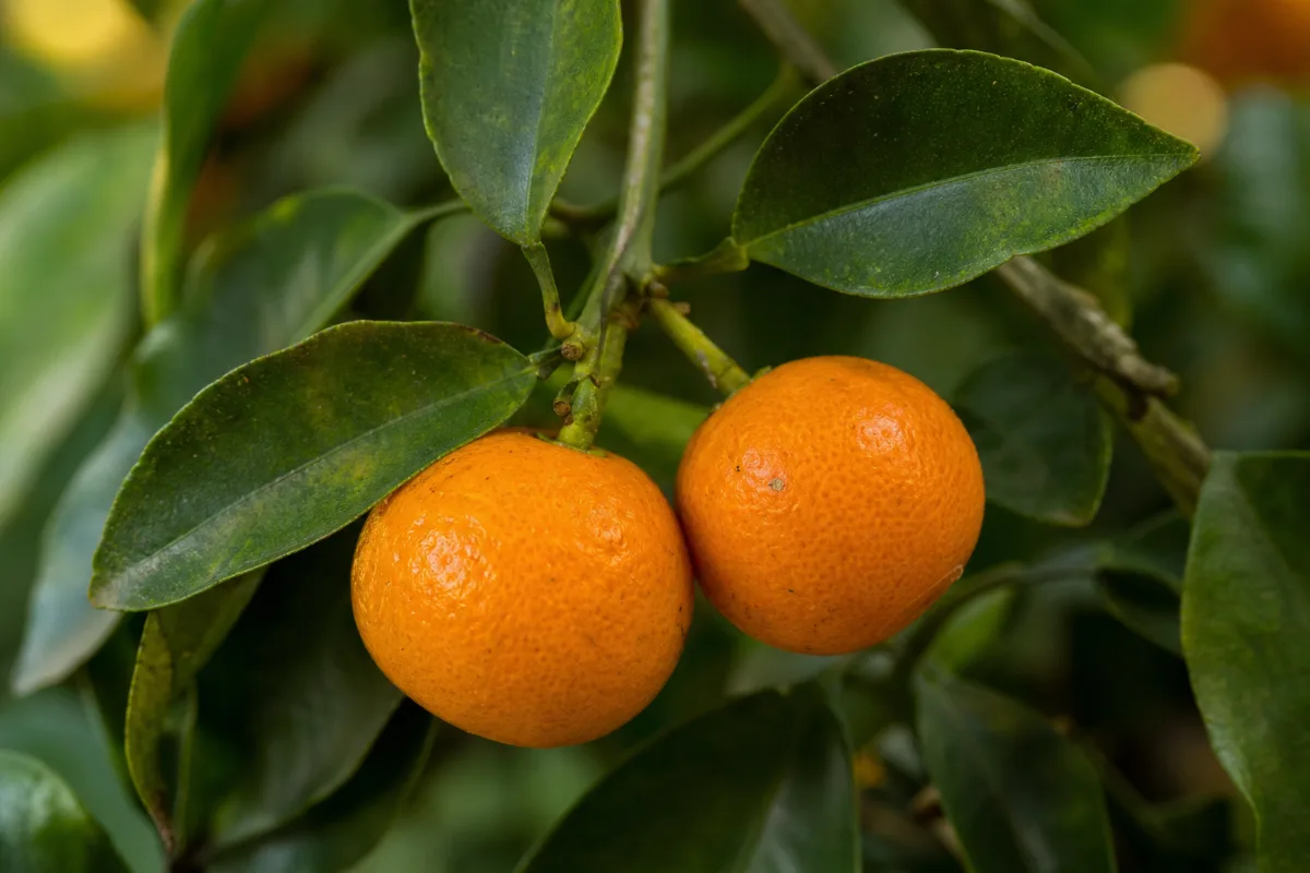 Close-up of tangerine peel (chen pi)