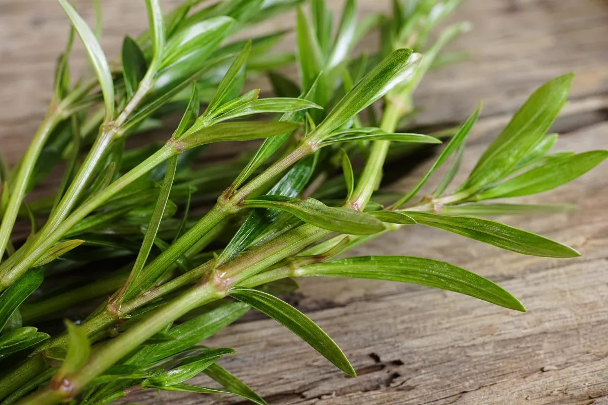 Close-up of taxillus (sang ji sheng)
