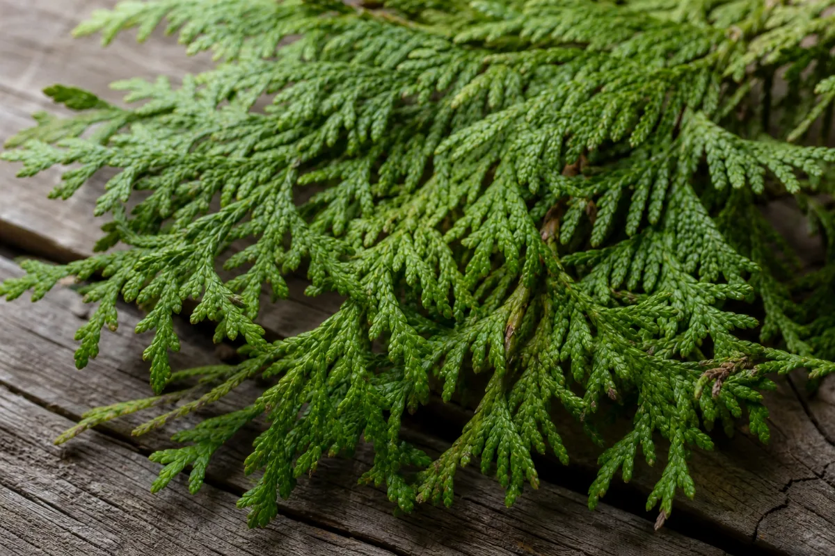 Northern white cedar (Thuja occidentalis) foliage