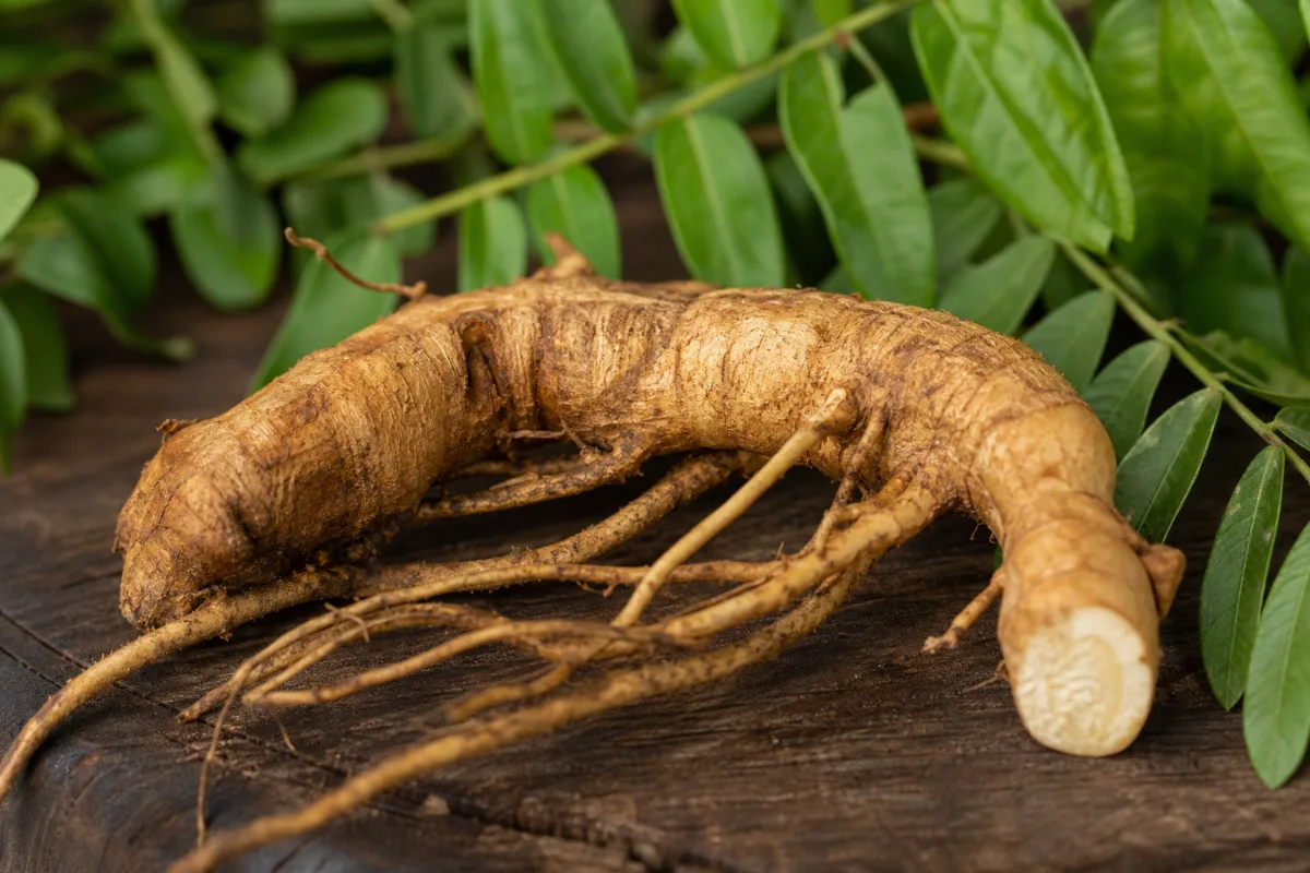 Tongkat ali (Eurycoma longifolia) root