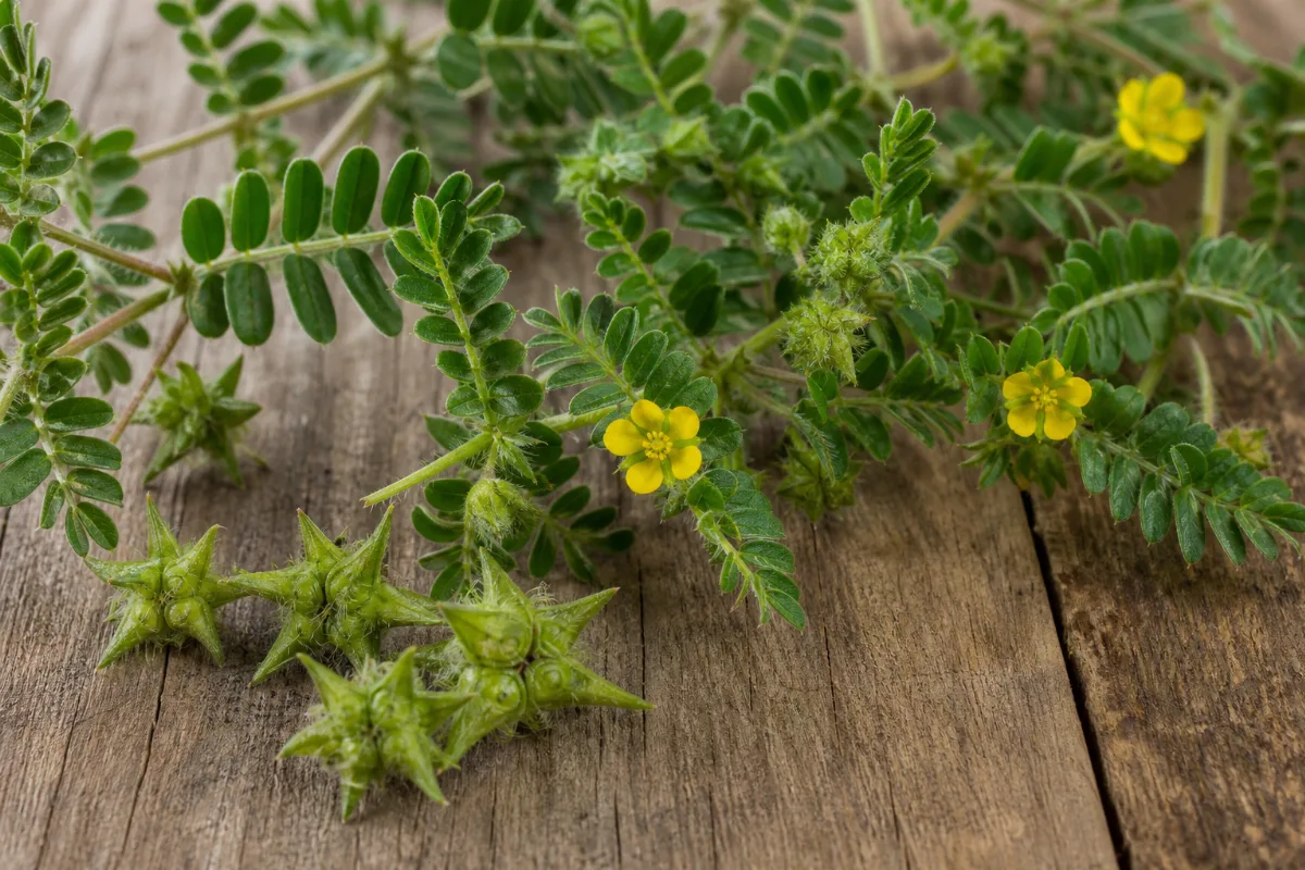 Close-up of tribulus (tribulus terrestris): uses, evidence and safety