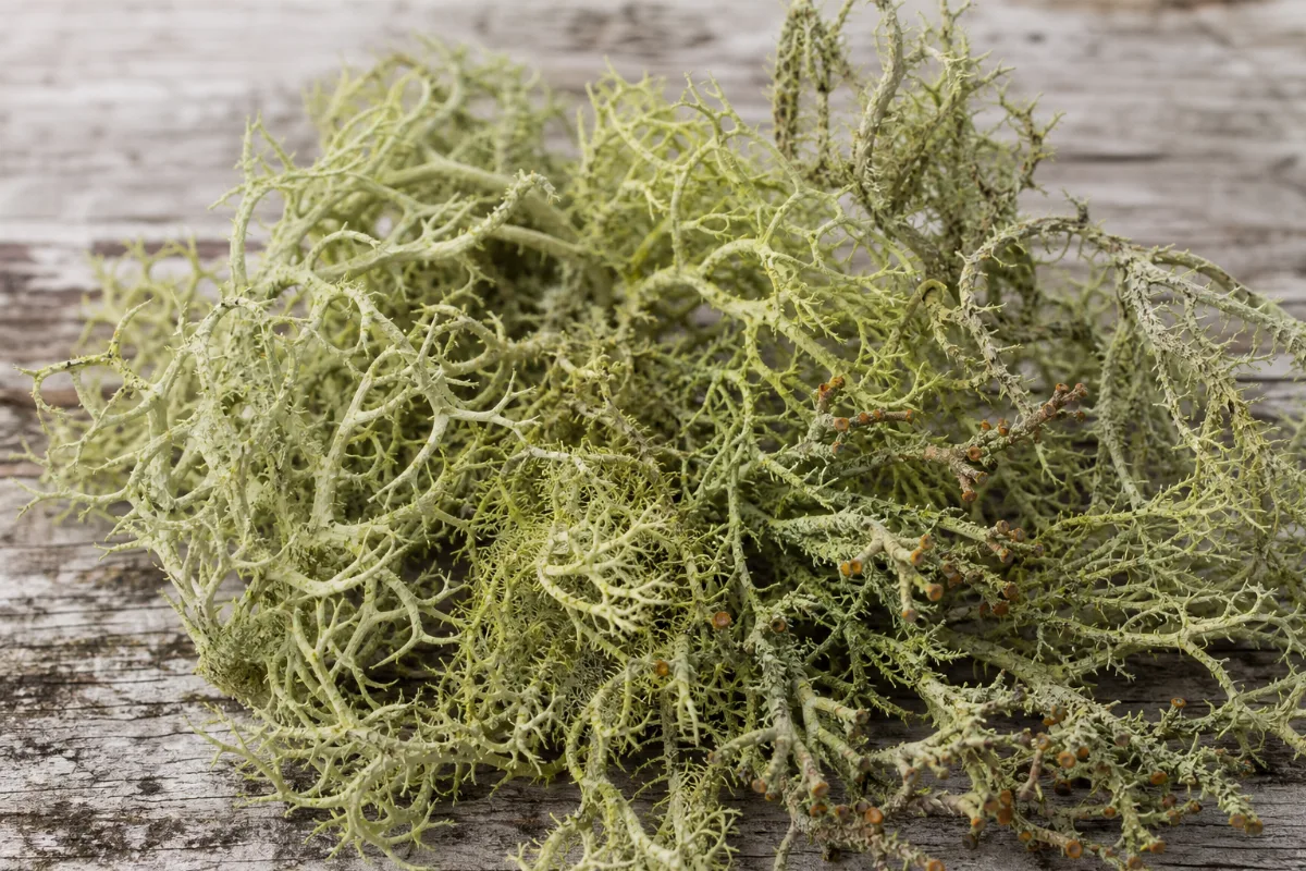 Close-up of usnea (old man's beard lichen)