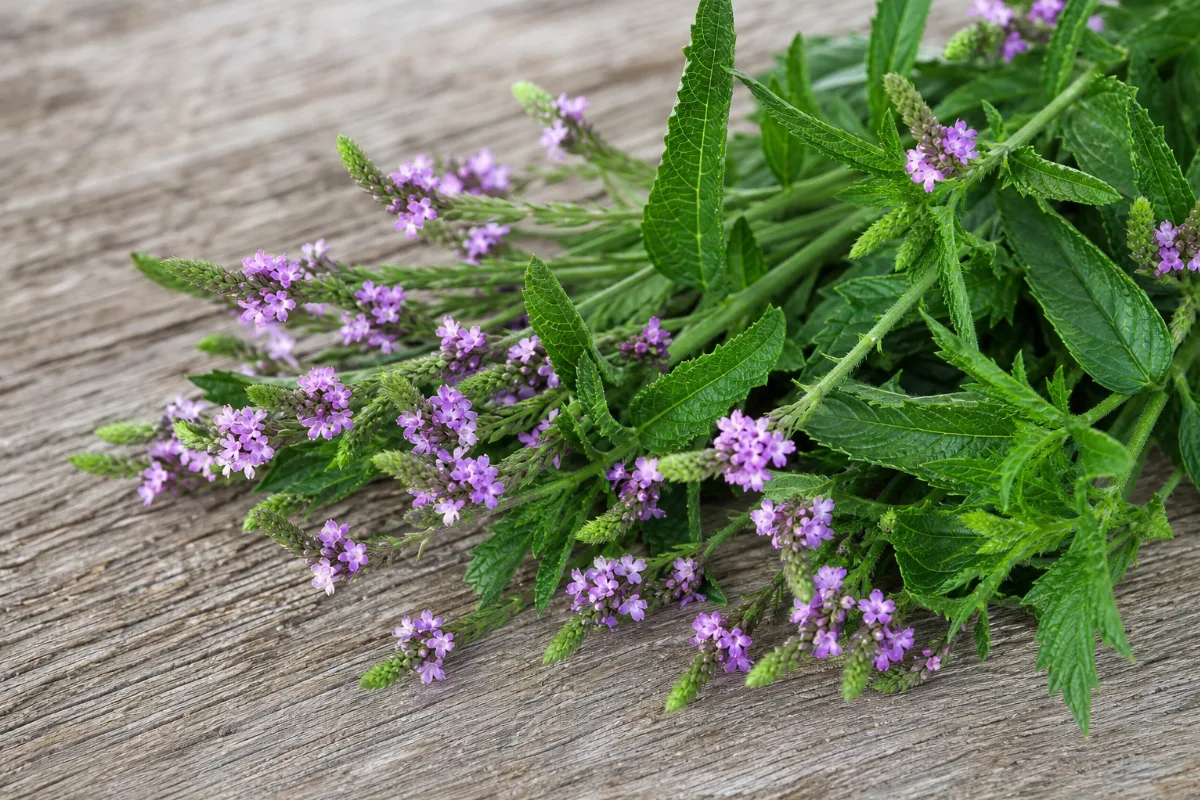 Close-up of vervain (european)