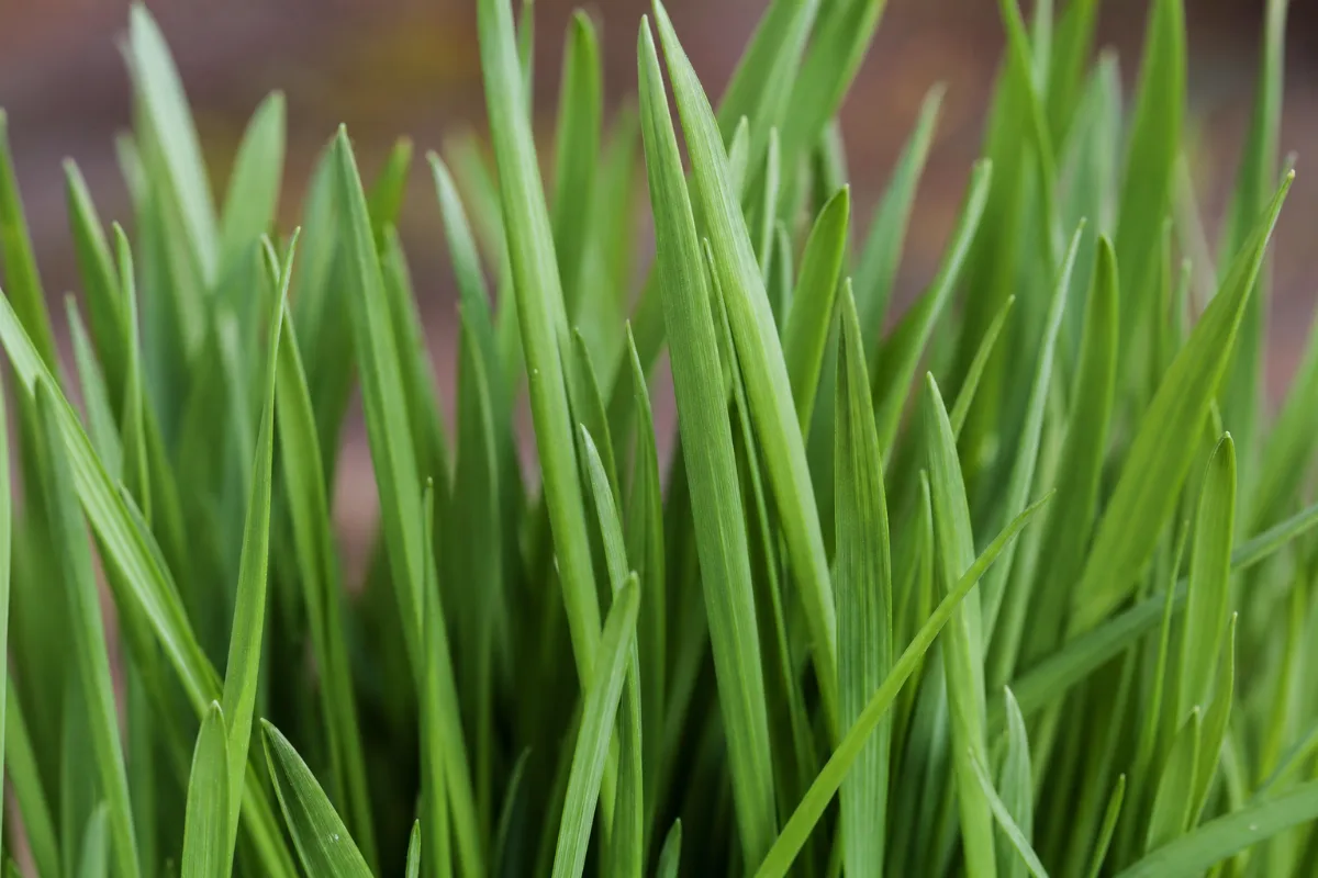 Close-up of wheatgrass