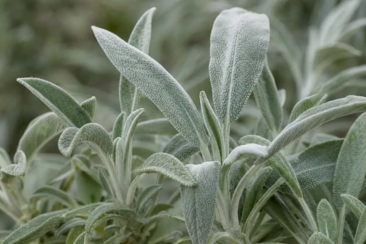 Close-up of white sage
