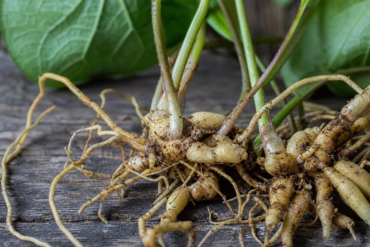 Close-up of wild ginger (canadian)