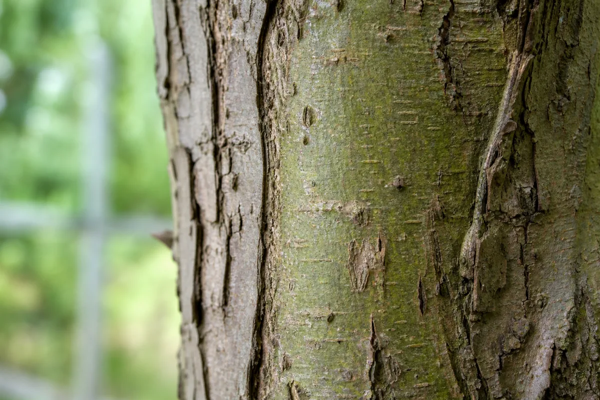 Close-up of white willow bark (salix alba): uses, evidence and safety