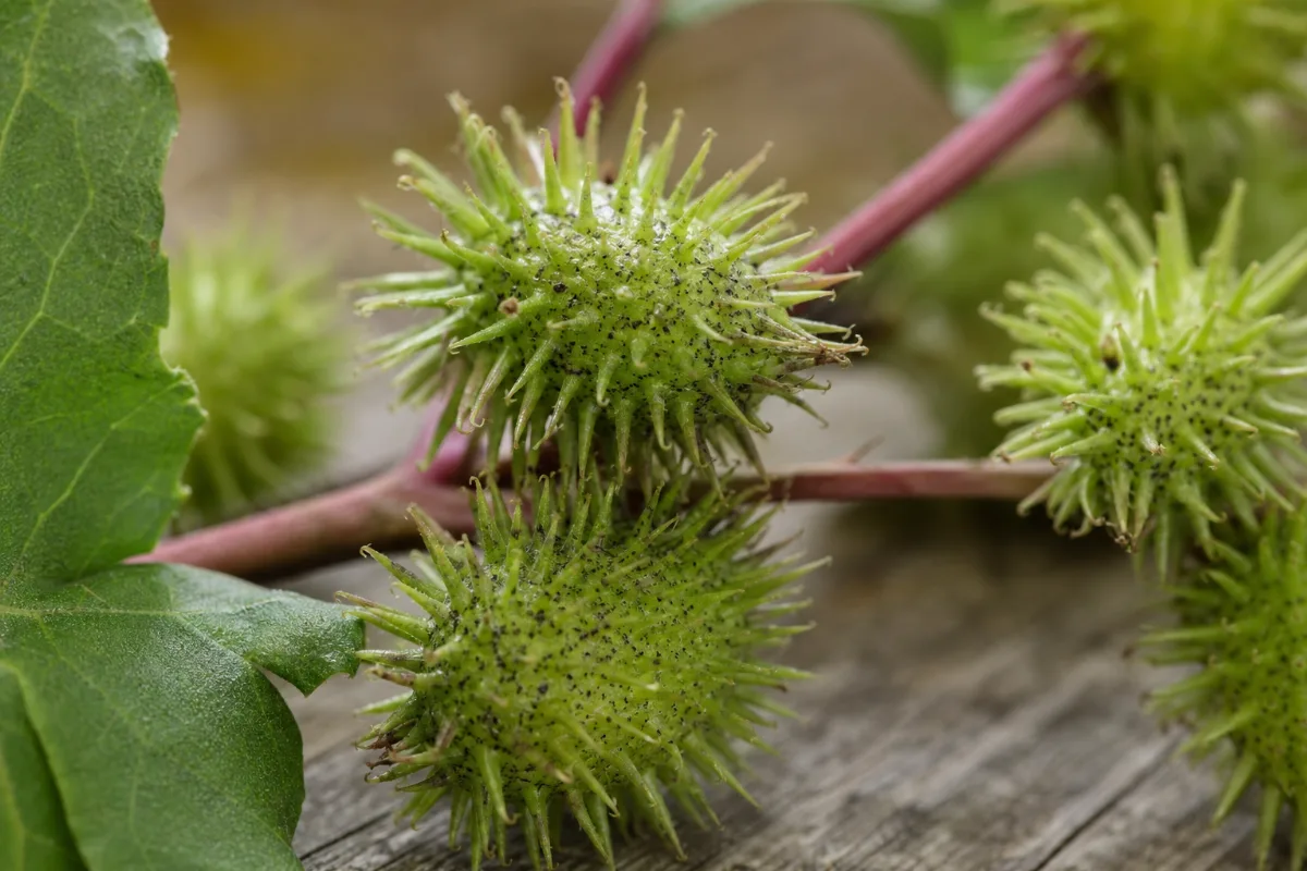 Close-up of xanthium (cang er zi, cocklebur)