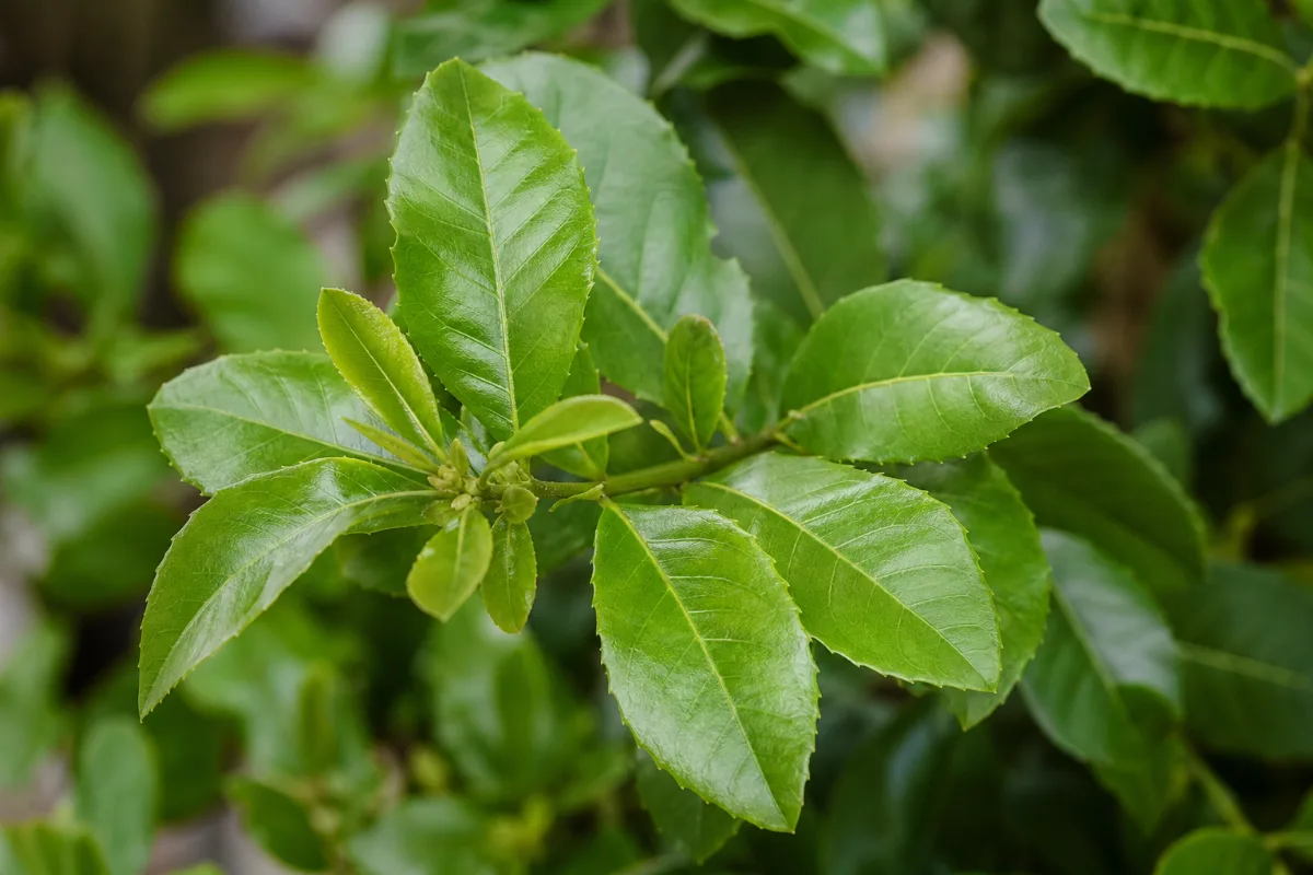 Close-up of yerba mate