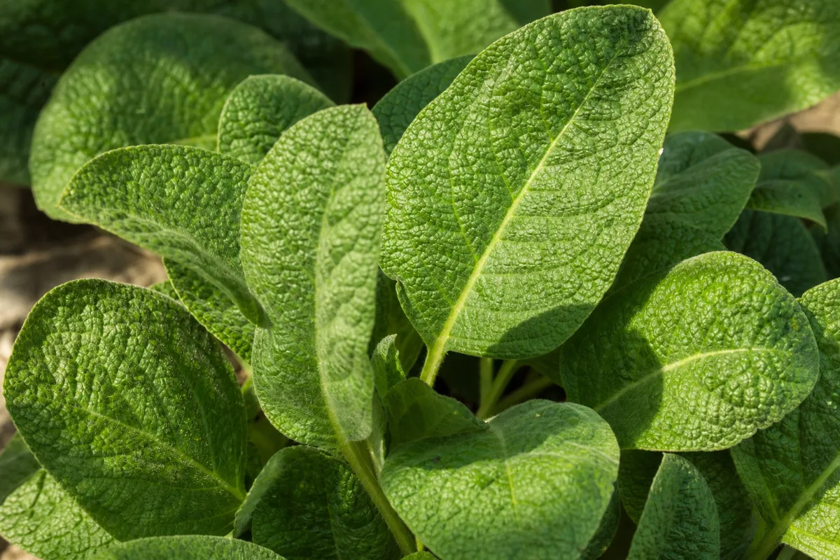 Close-up of yerba santa