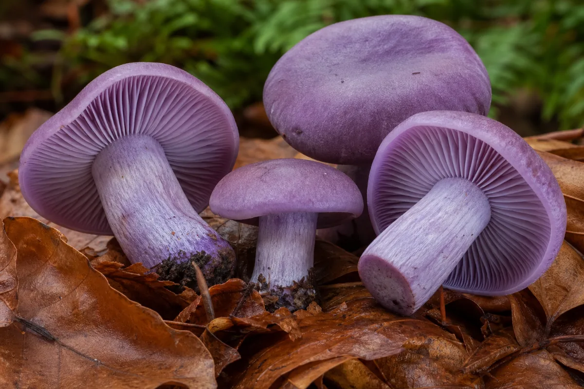 Close-up of blewit