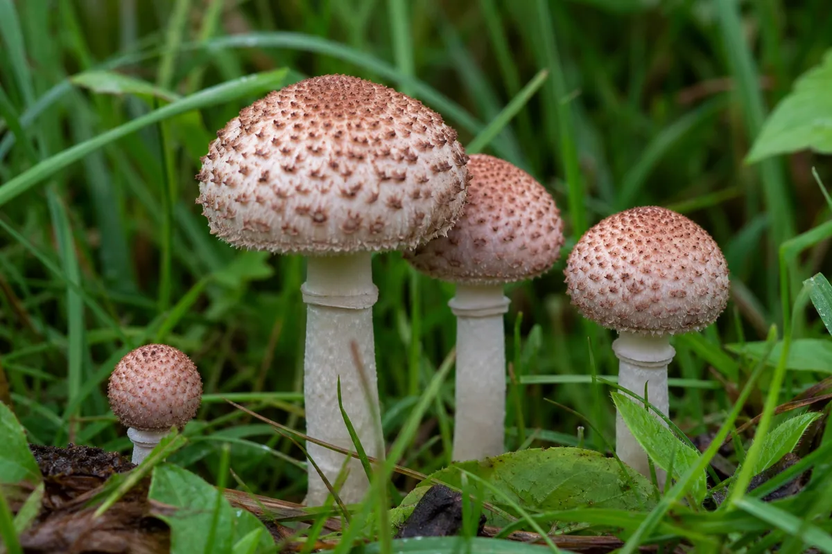 Close-up of deadly parasol