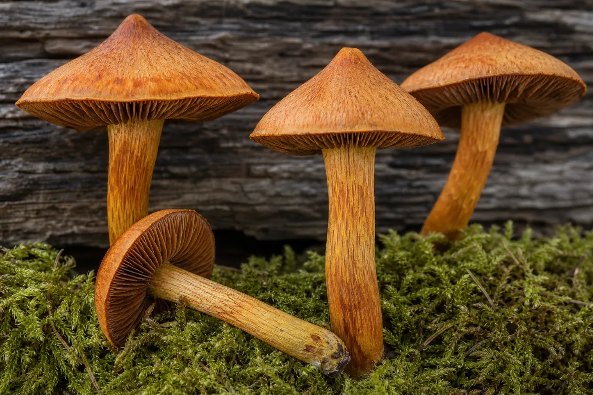Close-up of deadly webcap
