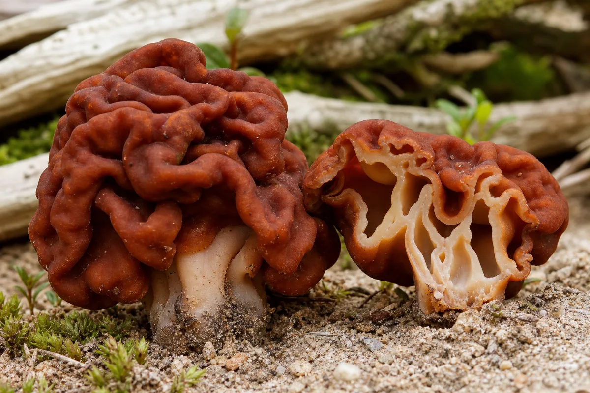 Close-up of false morel