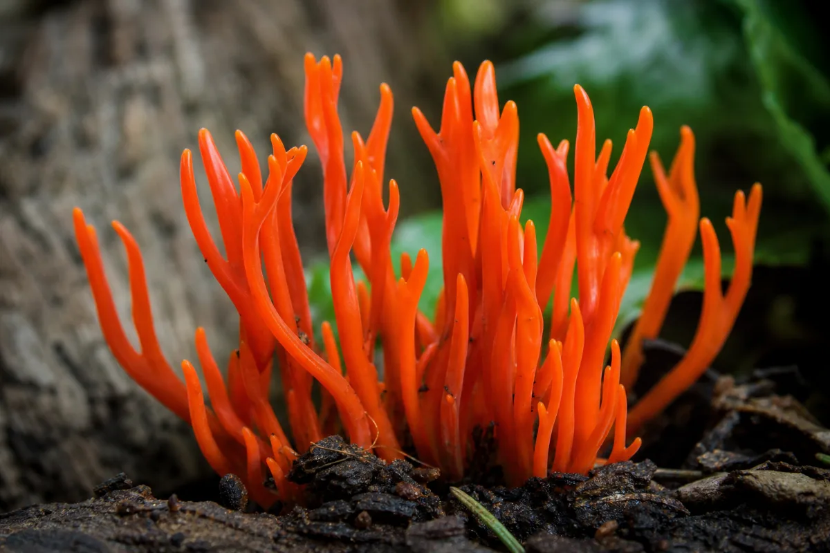 Close-up of poison fire coral