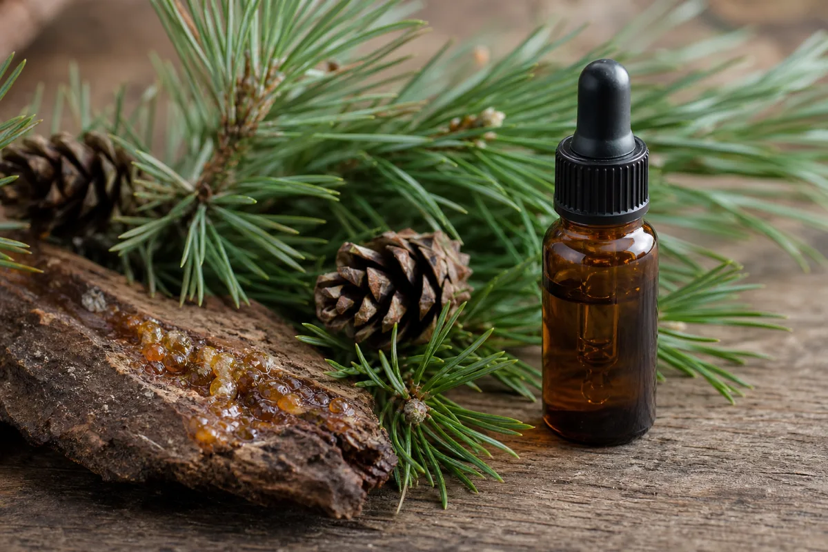 Close-up of pine oil: evidence, safety and how it is used