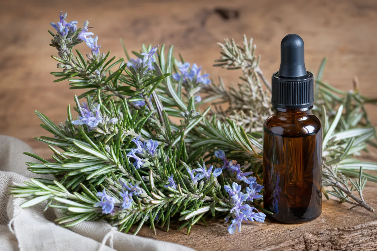 Close-up of rosemary oil