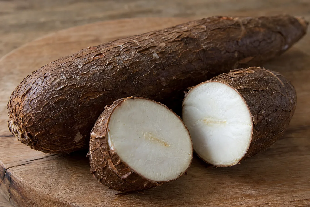 Close-up of cassava (yuca)