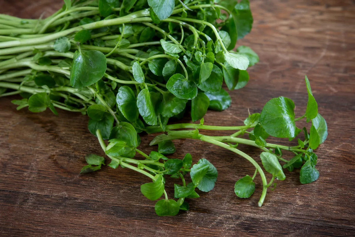 Close-up of watercress